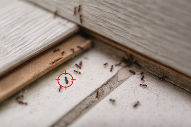 Best Termite Control Services  in Greenwood, MS